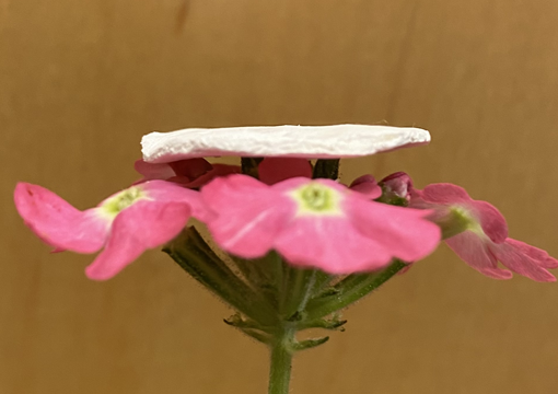 sample aerogel on flower.